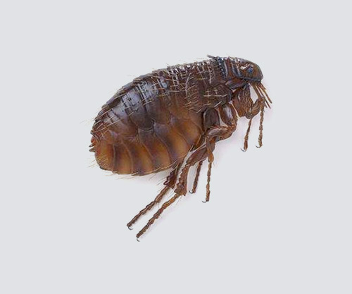 跳蚤