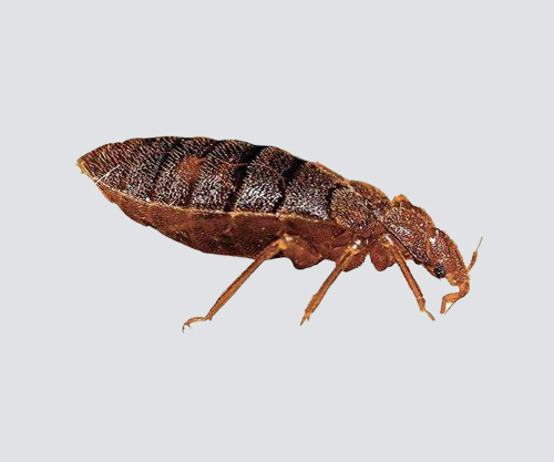 虱子