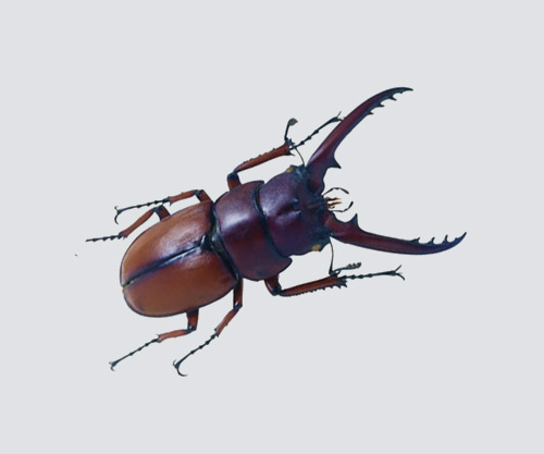 甲虫