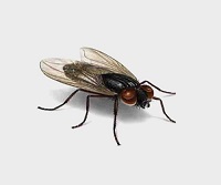 蝇类防治方案